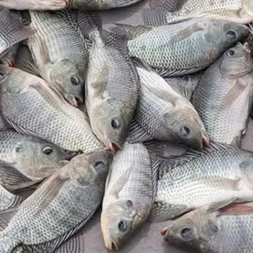 أسعار السمك اليوم.. صعود مفاجئ والجمبري يسجل أرقاماً قياسية